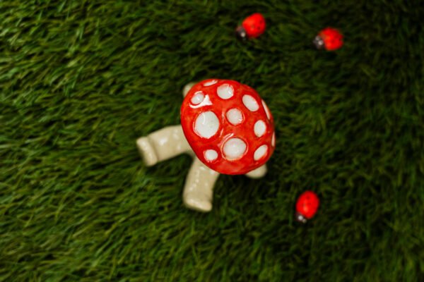 Photo-13 JACQUES - Thème 27/31 : CHAMPIGNON